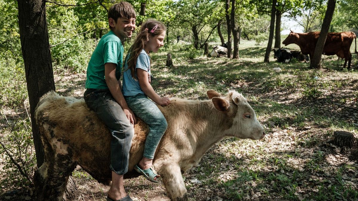 Fotky: Za humny je válka, dál tu pase své krávy. Hřmění z bojiště už je neplaší